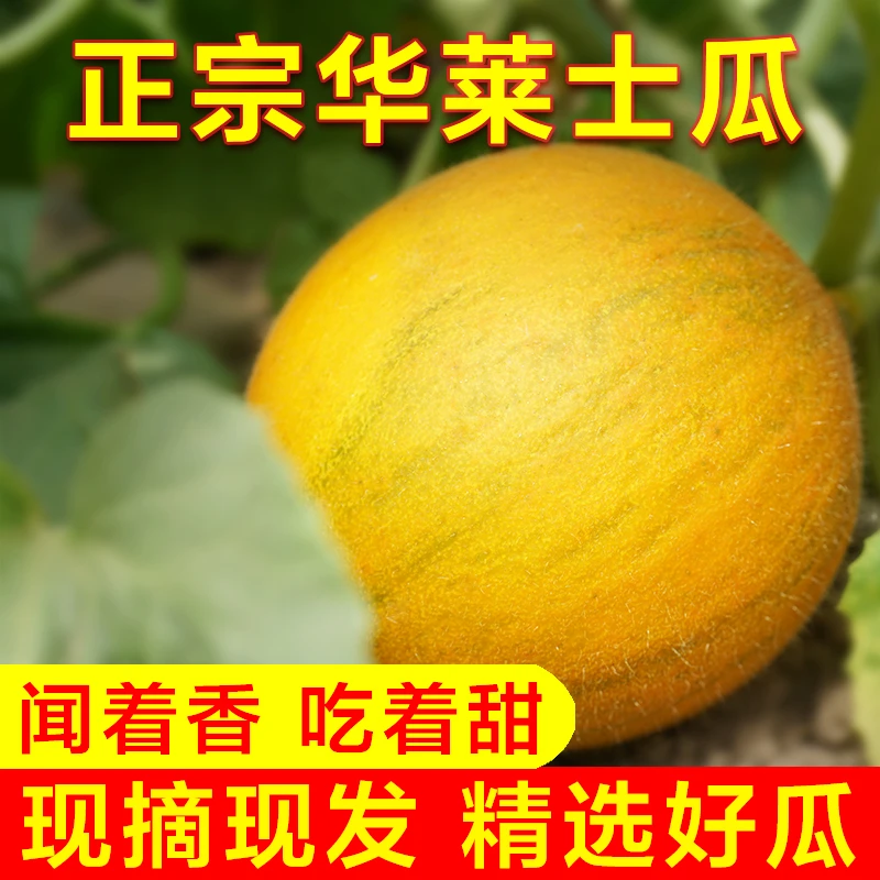 磴口华莱士蜜瓜5应季新鲜水果网纹瓜甜瓜巴盟特产花兰市香瓜