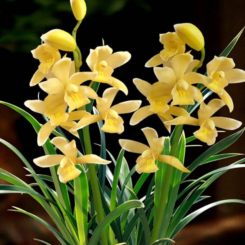 建兰【神童冠】花期11月-3月浓香型兰花兰草花卉绿植庭院盆栽玄关