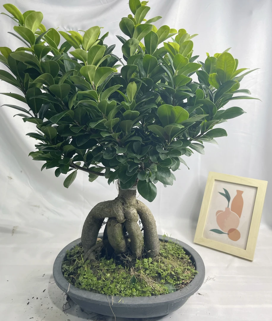 大型怪根榕树盆景老桩榕树阳台室内绿植造型盆栽