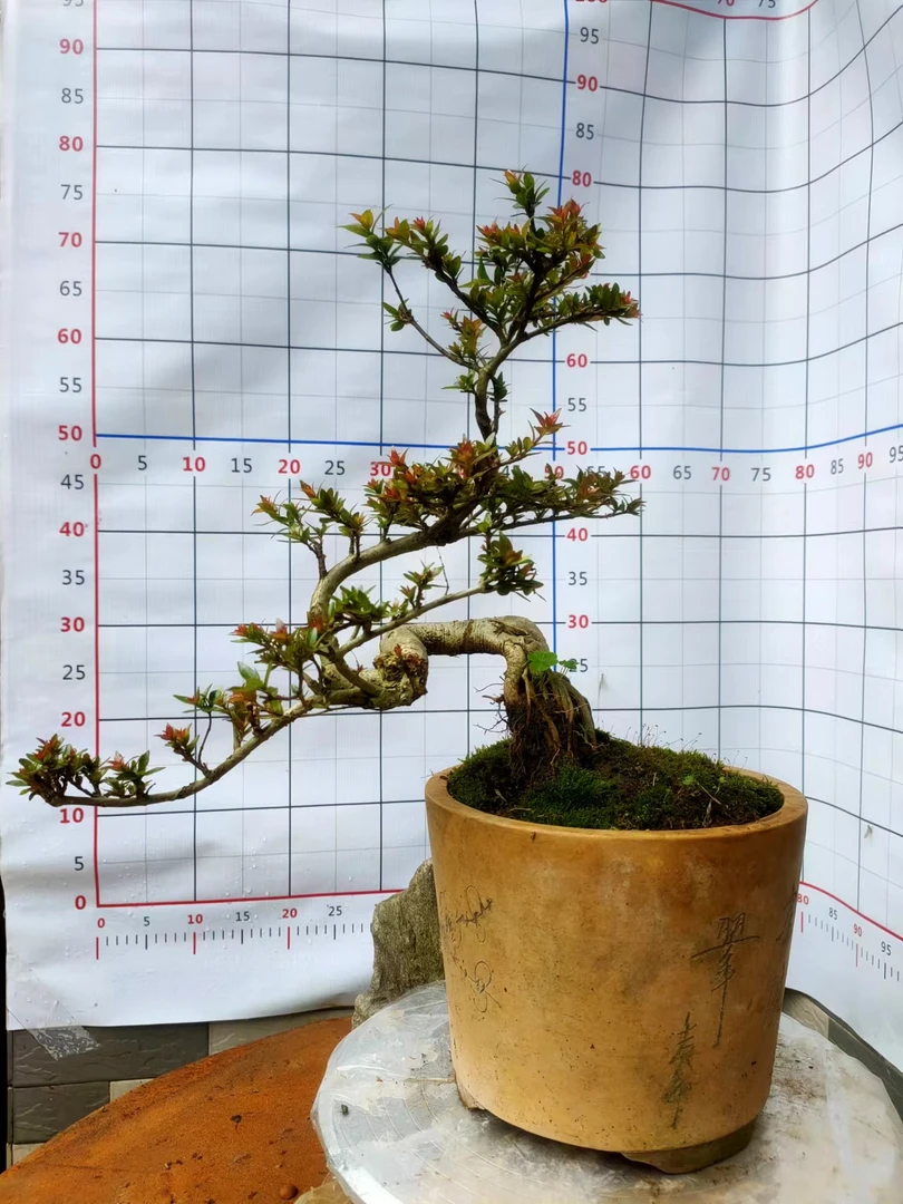 水杨梅各种种类盆景