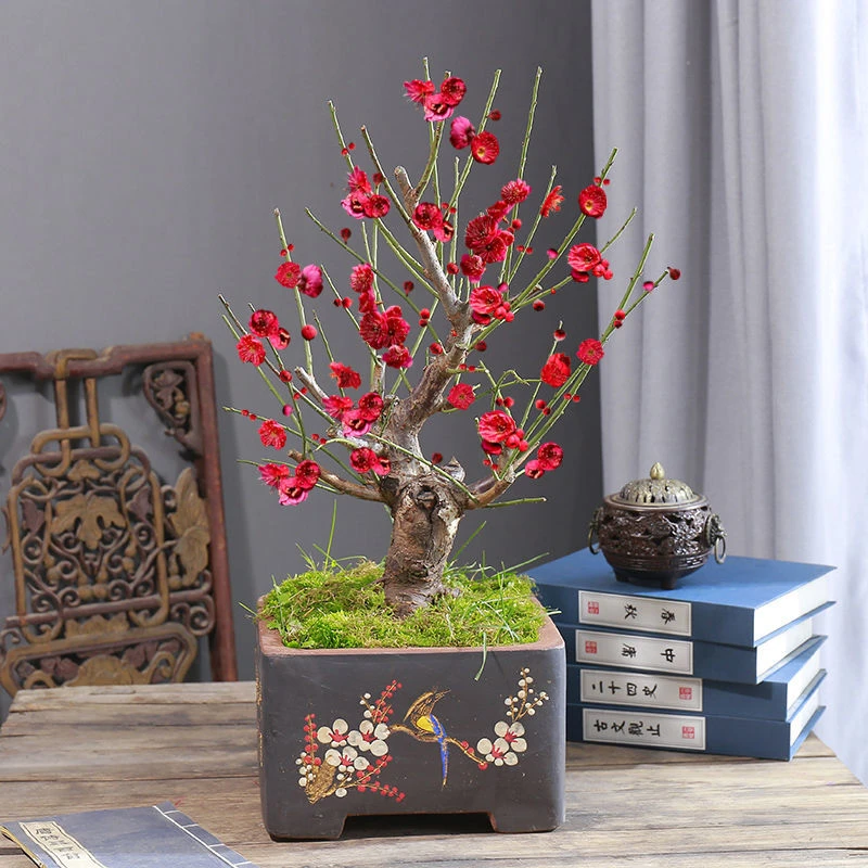 梅花盆栽树苗盆景红梅腊梅乌梅带花苞室内外阳台庭院耐寒花卉植物