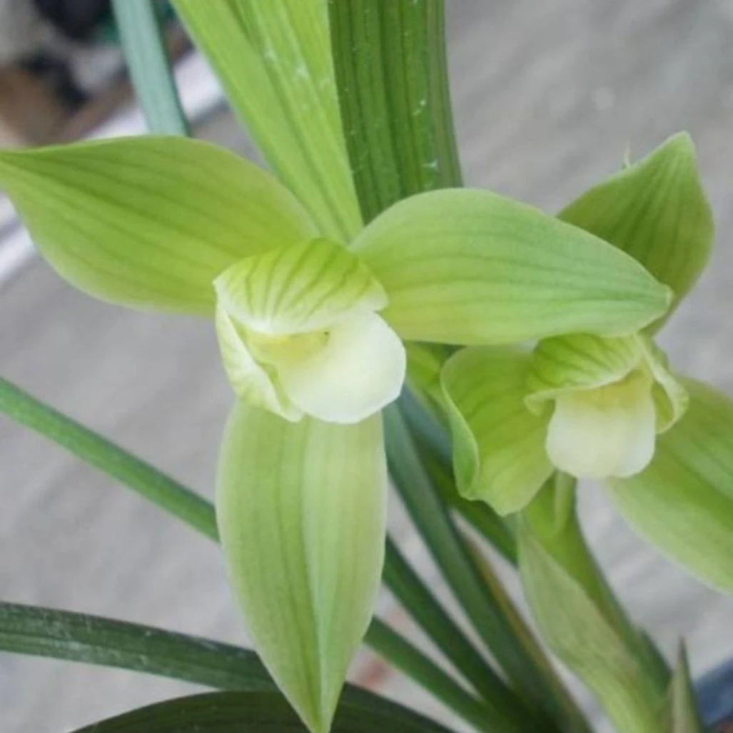 经典品种，春剑《大荷素》荷型素花