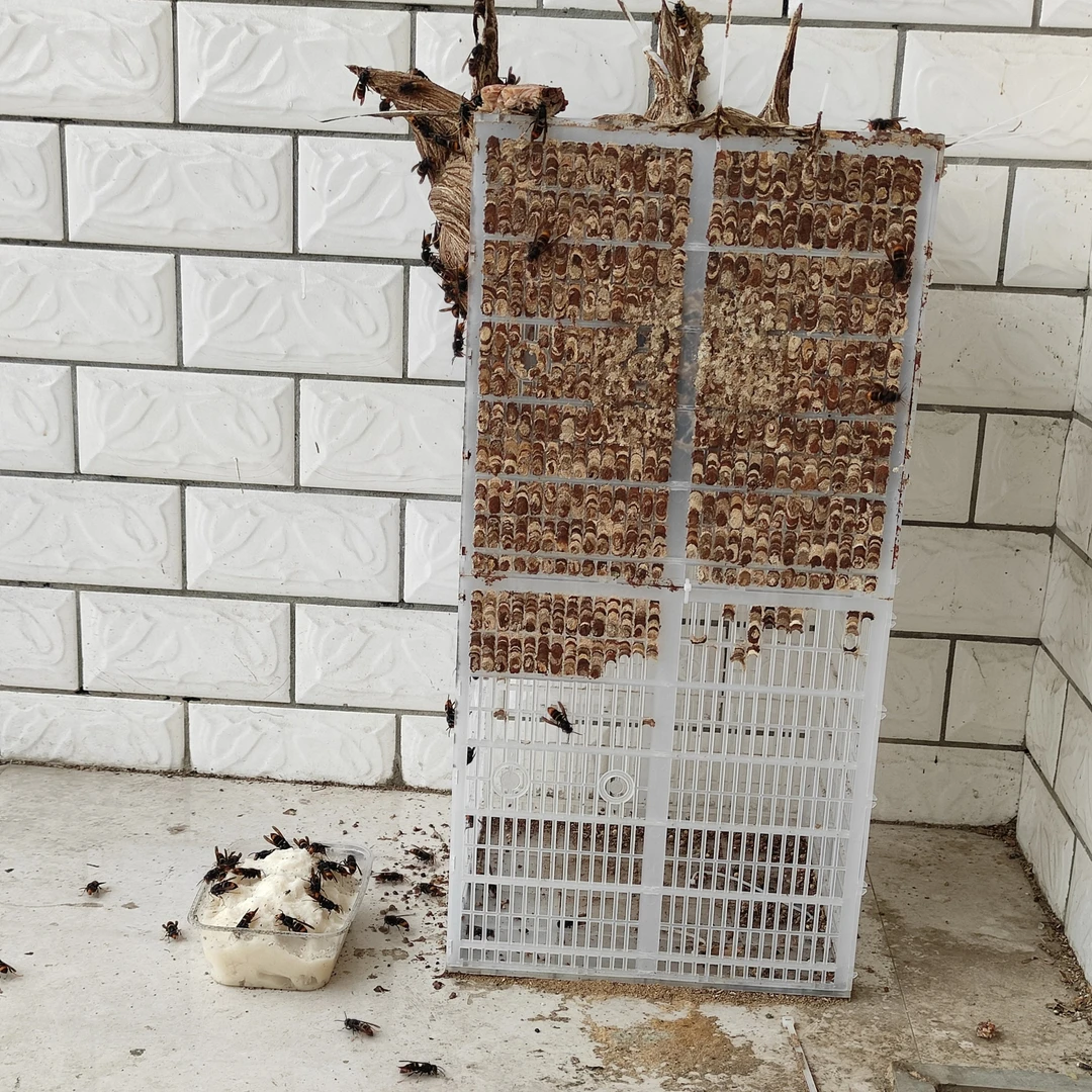 七里黄脚胡蜂防逃控王笼葫芦蜂群野化放养囚王控蜂王片胡蜂业食用