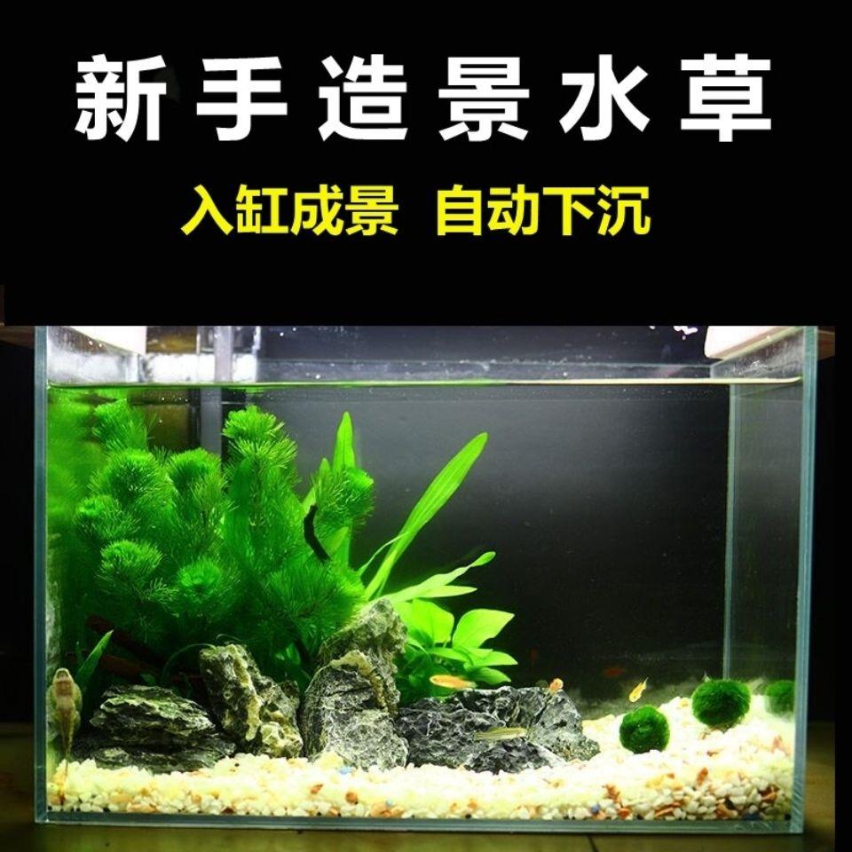 鱼缸水草大全 头条搜索