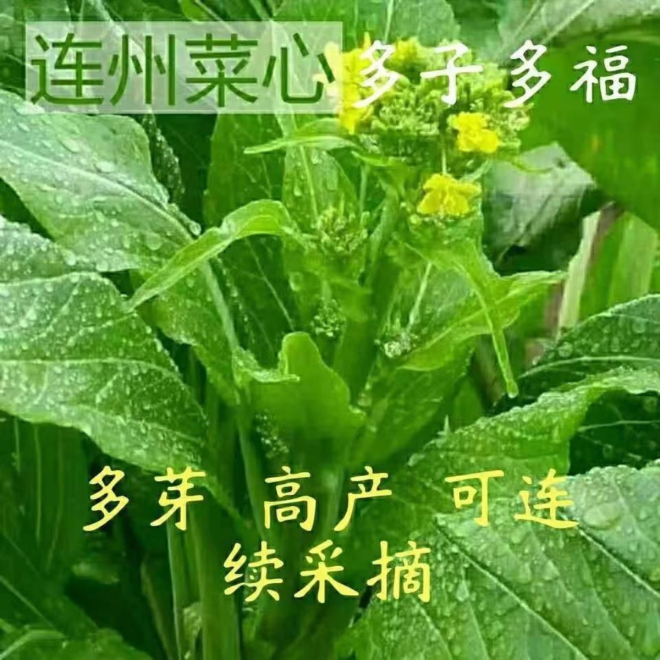 连州菜心种子多子多福四季甜菜心种子柳叶菜心种子四季蔬菜种子