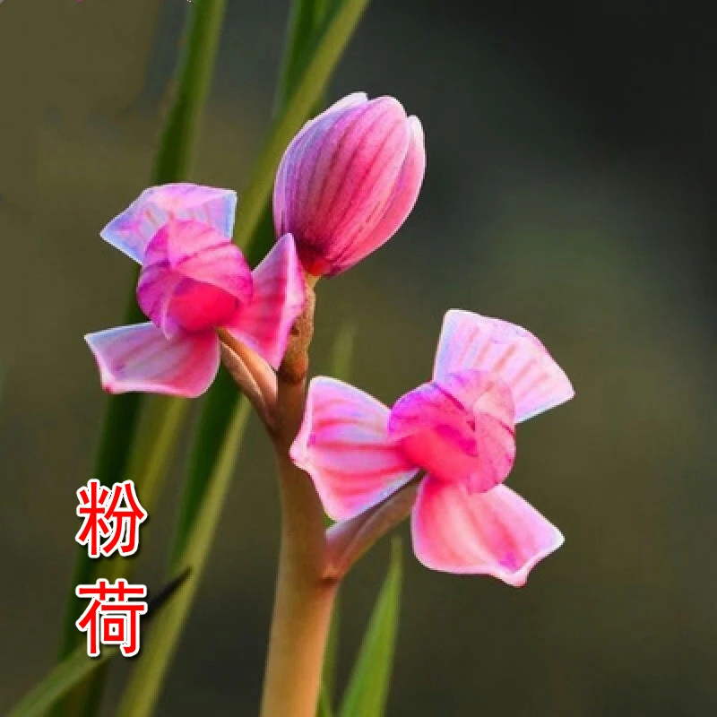 莲瓣兰铭品粉荷带花苞自然养植苗美观幽香室内办公桌绿植花卉盆栽