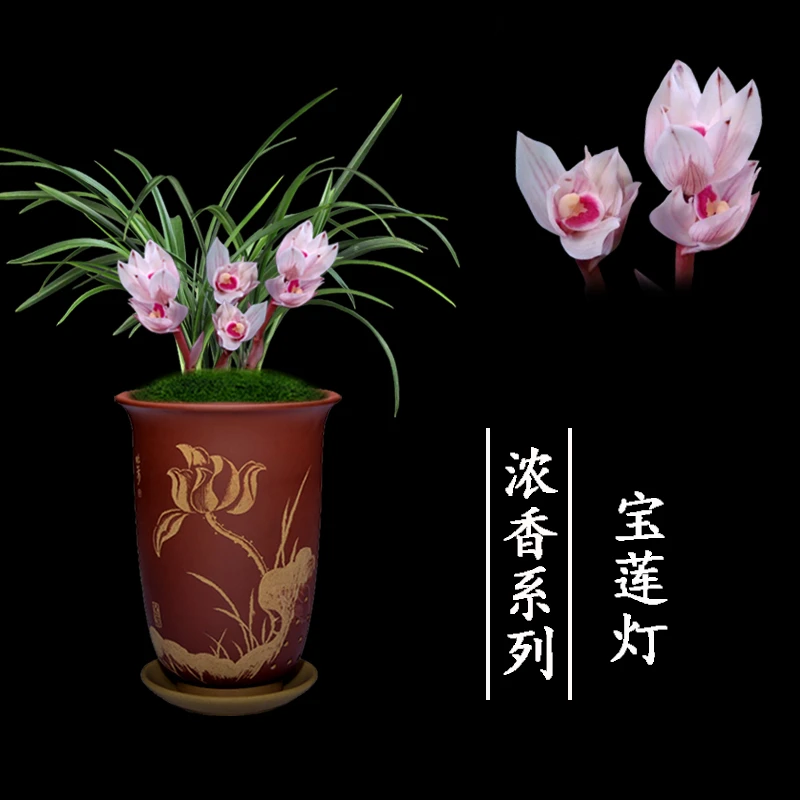 兰花春兰宝莲灯带花苞浓香简单易养阳台客厅办公室绿植花卉兰花苗