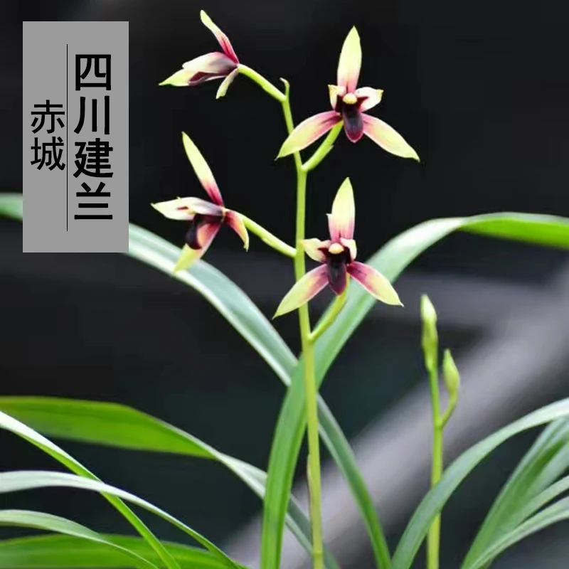 兰花盆栽植物室内四季建兰赤城浓香型无花苞好养客厅阳台名贵花卉