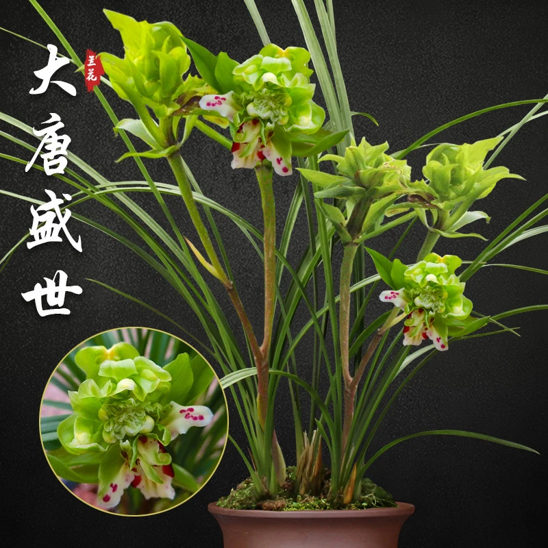 莲瓣兰大唐盛世兰花苗带花苞浓香阳台室内窗台好养花卉产地直发