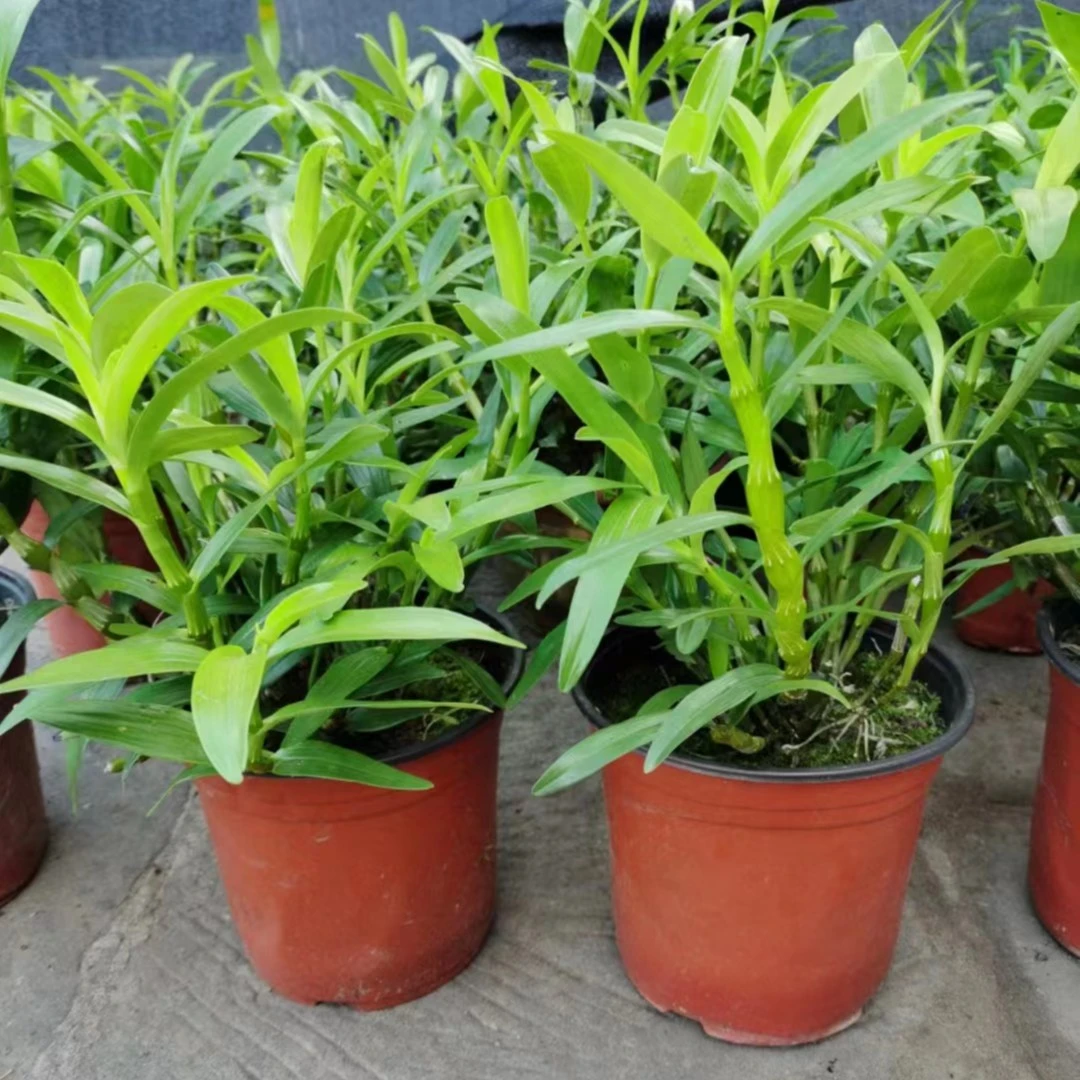 赤水金钗石斛   小杯苗   (美观 净化 客厅 办公室 夏季 花卉)