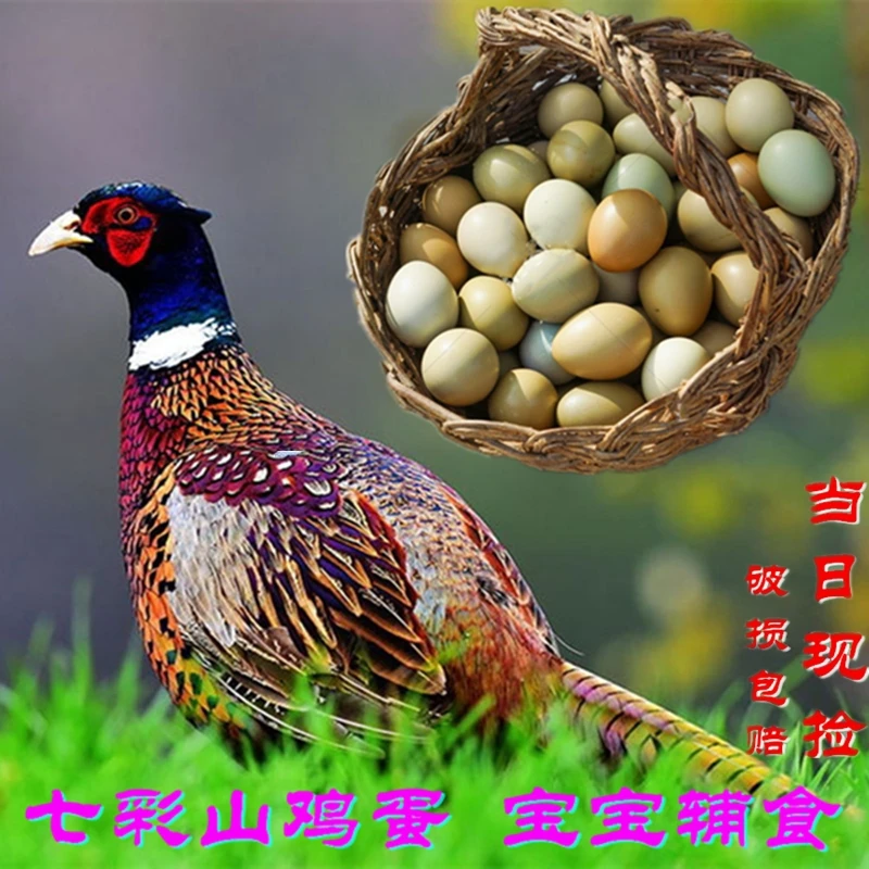 现捡七彩山鸡蛋30/60枚装  28克/枚（食用蛋）宝宝辅食月子蛋