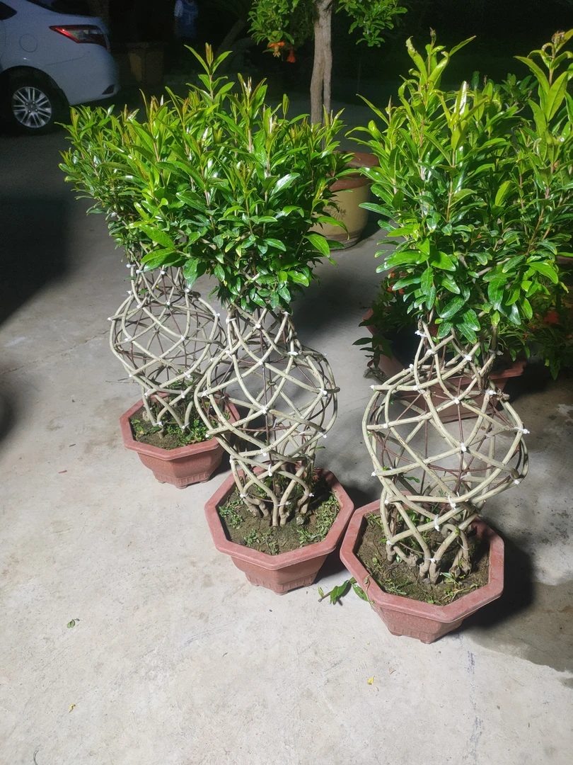 牡丹石榴花瓶 盆栽。一物一拍定金
