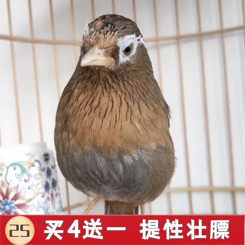 斗鸟世家营养壮膘饲料手工专用混合画眉鸟食饲料画眉鸟食画眉鸟粮