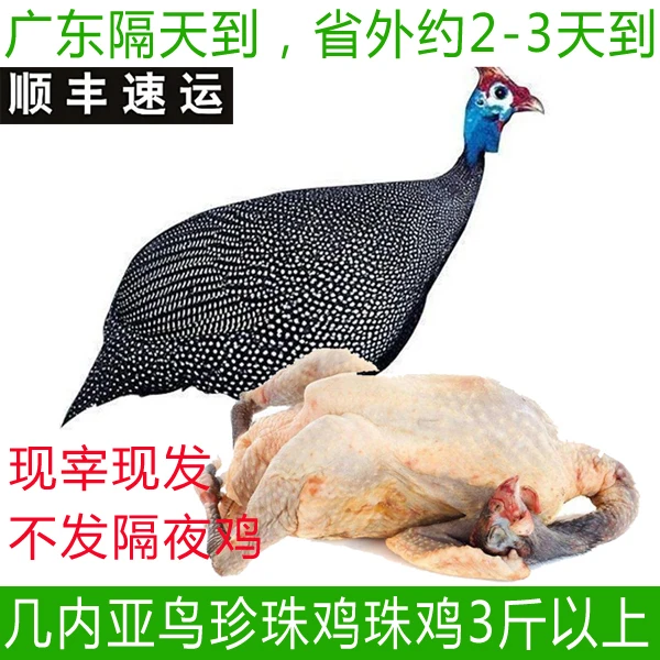 真珠鸡非洲鸡新鲜现杀几内亚鸟珍珠鸡3-3.3斤/净重