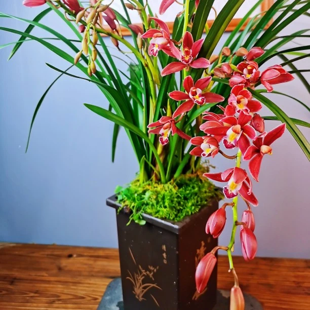 【红双喜】漳州基地盆栽室内四季兰绿植花卉