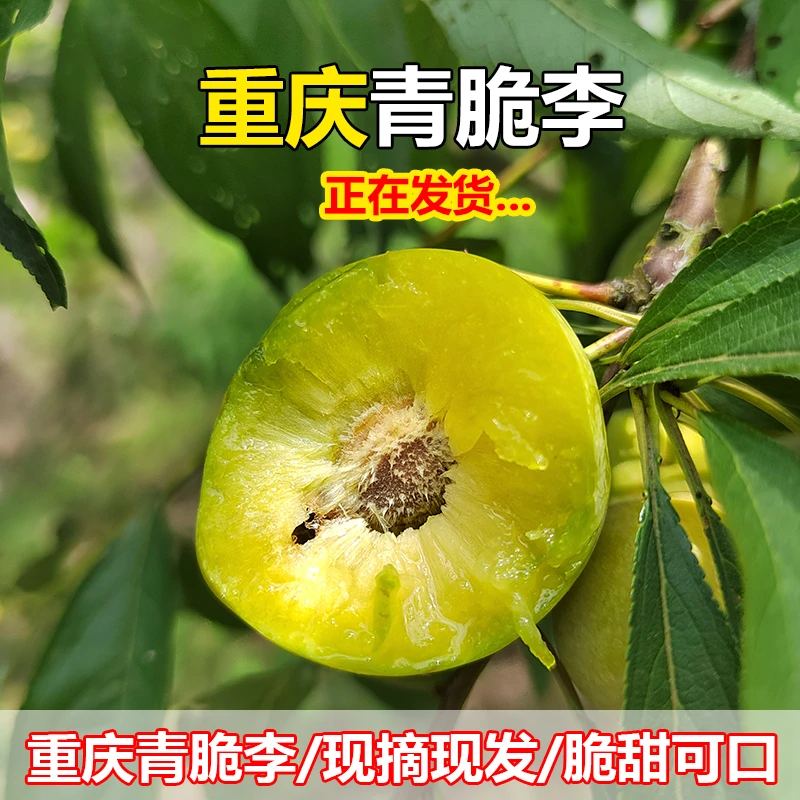 重庆青脆李脆甜脱骨李当季新鲜水果李子产地直供巫山脆李5斤装