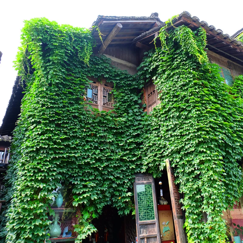 茵之美室内季节草本盆栽种植花仙子种子【爬山虎花草】类园艺种子