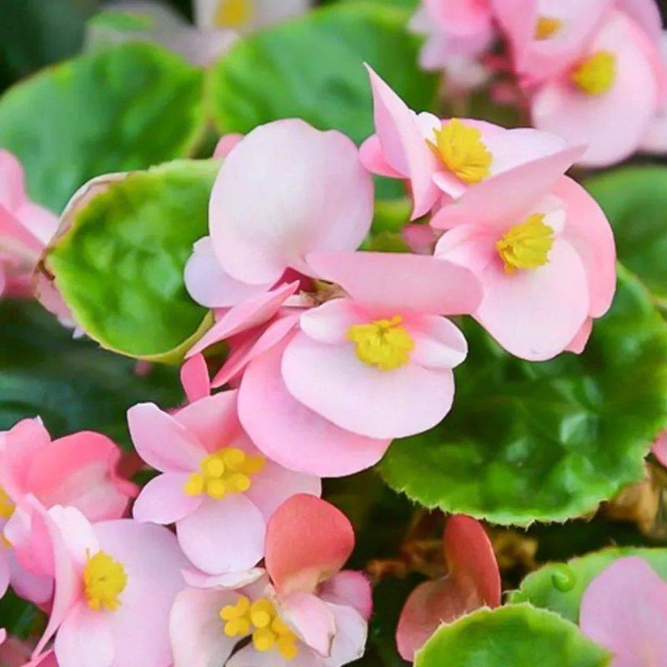 四季海棠花种子玻璃海棠盆栽易种花籽 四季播种垂吊海棠花草种子