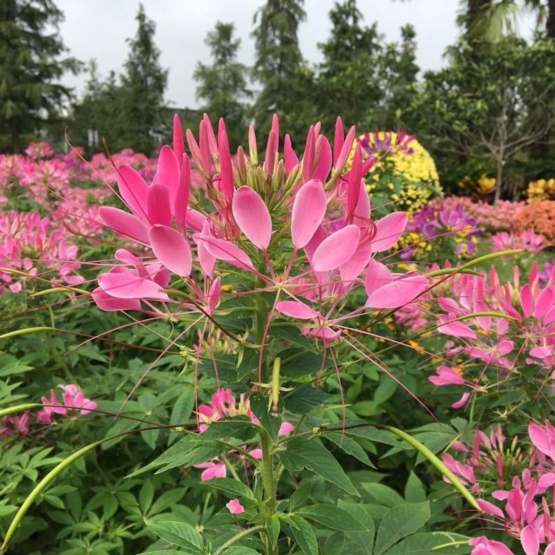 【醉蝶花】种子混色紫色粉色高杆花海花籽花种籽四季易活庭院蜜源