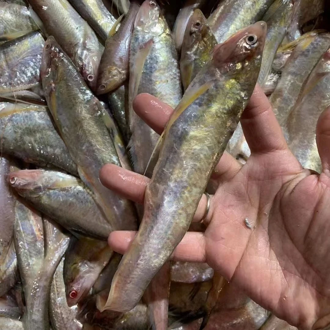 连云港海捕 海刀鱼5斤7斤通货大小不一，