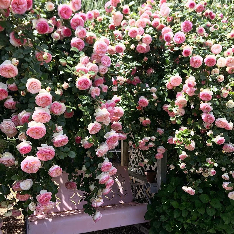 【粉色龙沙宝石】月季庭院玫瑰花苗盆栽爬藤绿植屋檐藤本植物园艺