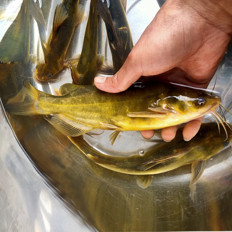 黄辣丁鱼四川发货淡水鱼塘水库稻田养殖