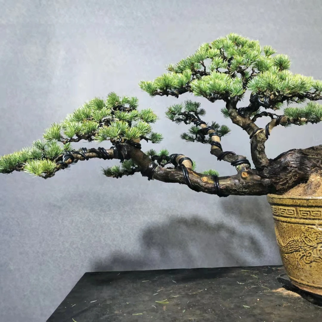 ②志祥盆景 一物一拍