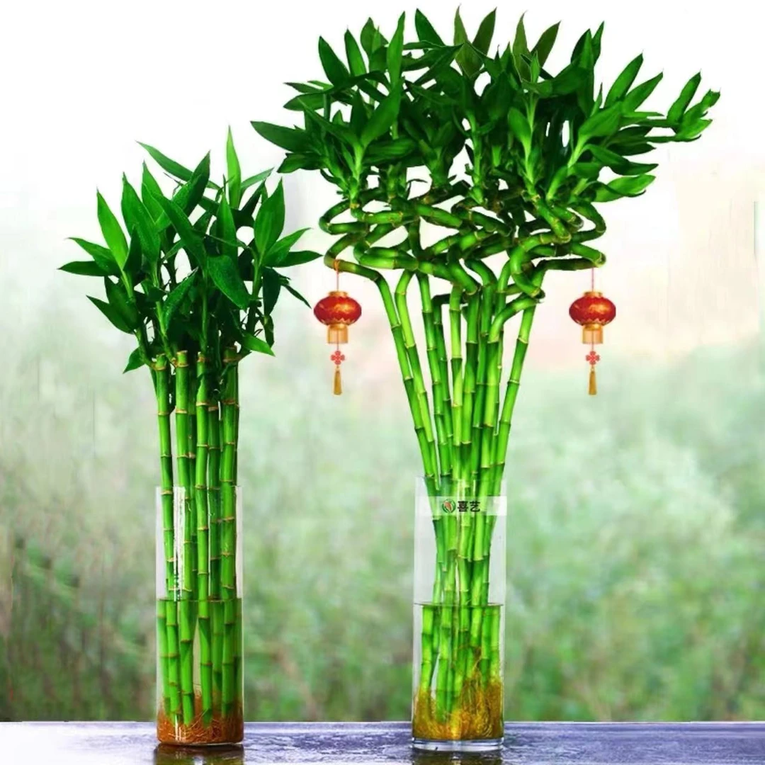 『京东包邮』拍一发三赠送灯笼和竹子专用营养液带根零度以下拍保温