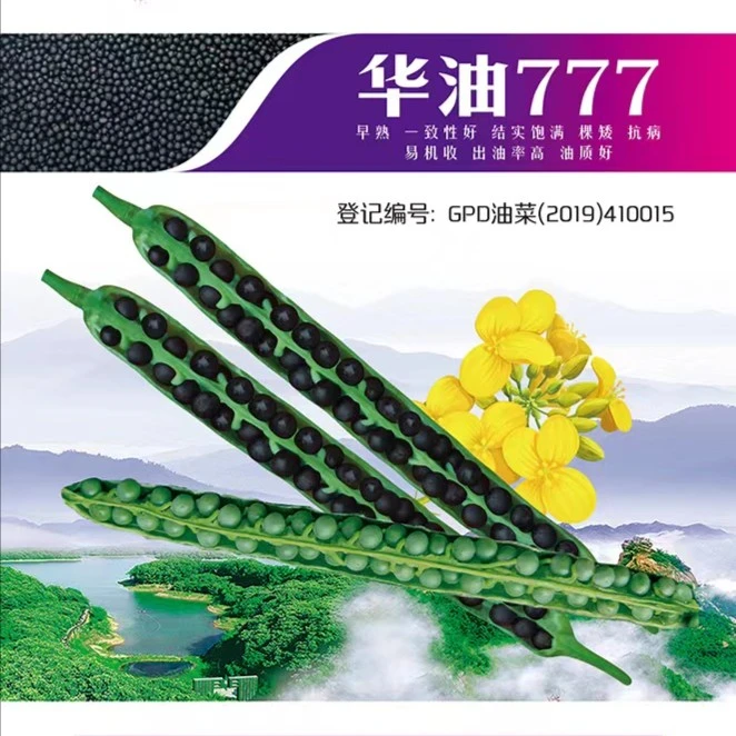 HUAYILONG/华益龙油菜种子 华油777品种 矮杆稳产