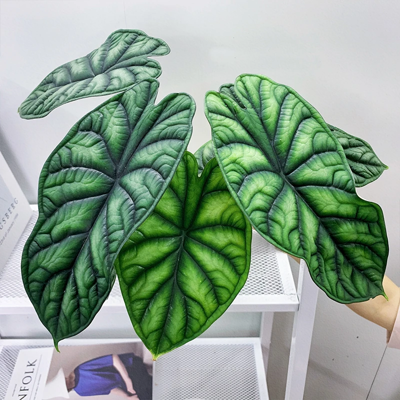 龙鳞海芋 盆栽绿植