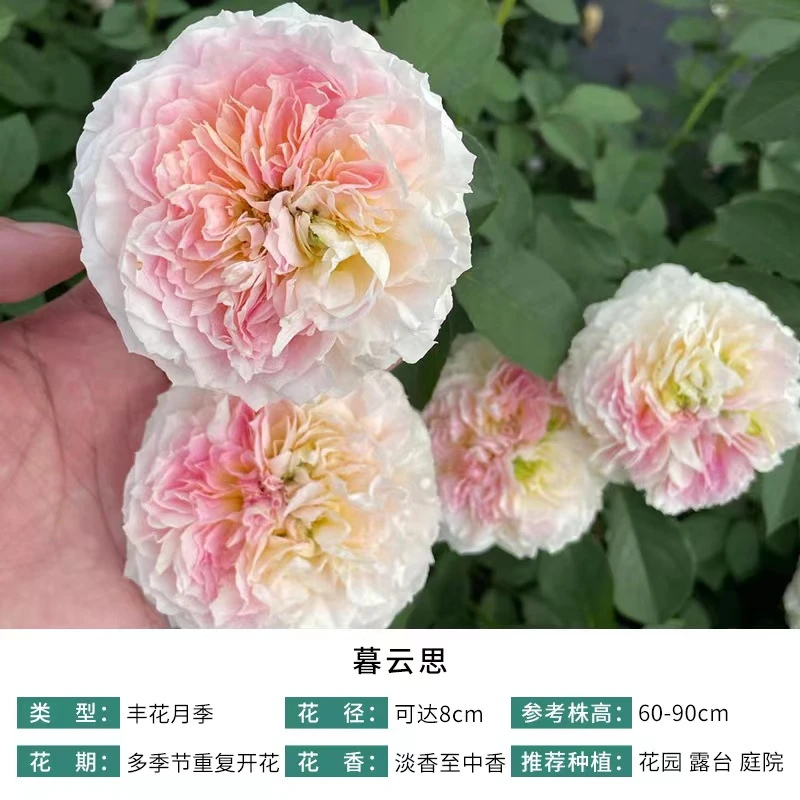 天狼月季  暮云思  自育月季丰花灌木花卉盆栽阳台露台