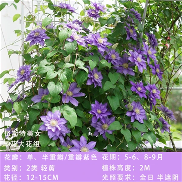 铁线莲 伍斯特美女 二类早花大花 老枝条半重瓣 新枝条单瓣