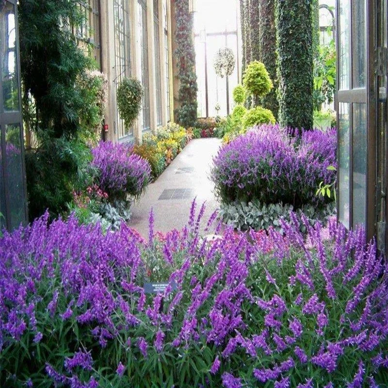 鼠尾草花种籽四季开花多年生宿根花卉鼠尾草花种子