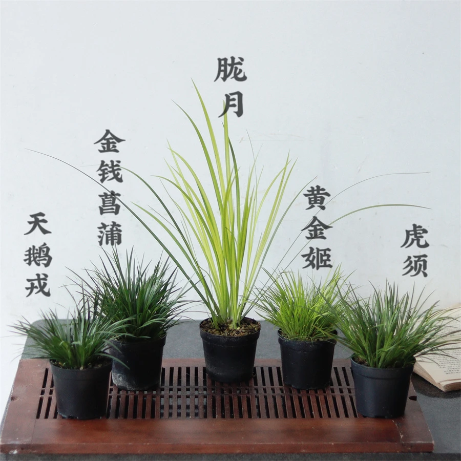 微型盆景附石水培金钱菖蒲黄金姬虎须胧月金凤凰养龟室内外水陆缸