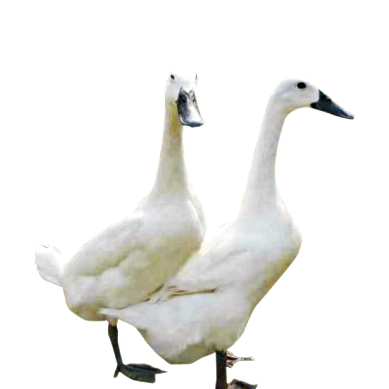 年定12只白鹭鸭，随吃随发货，顺丰冷链包邮！