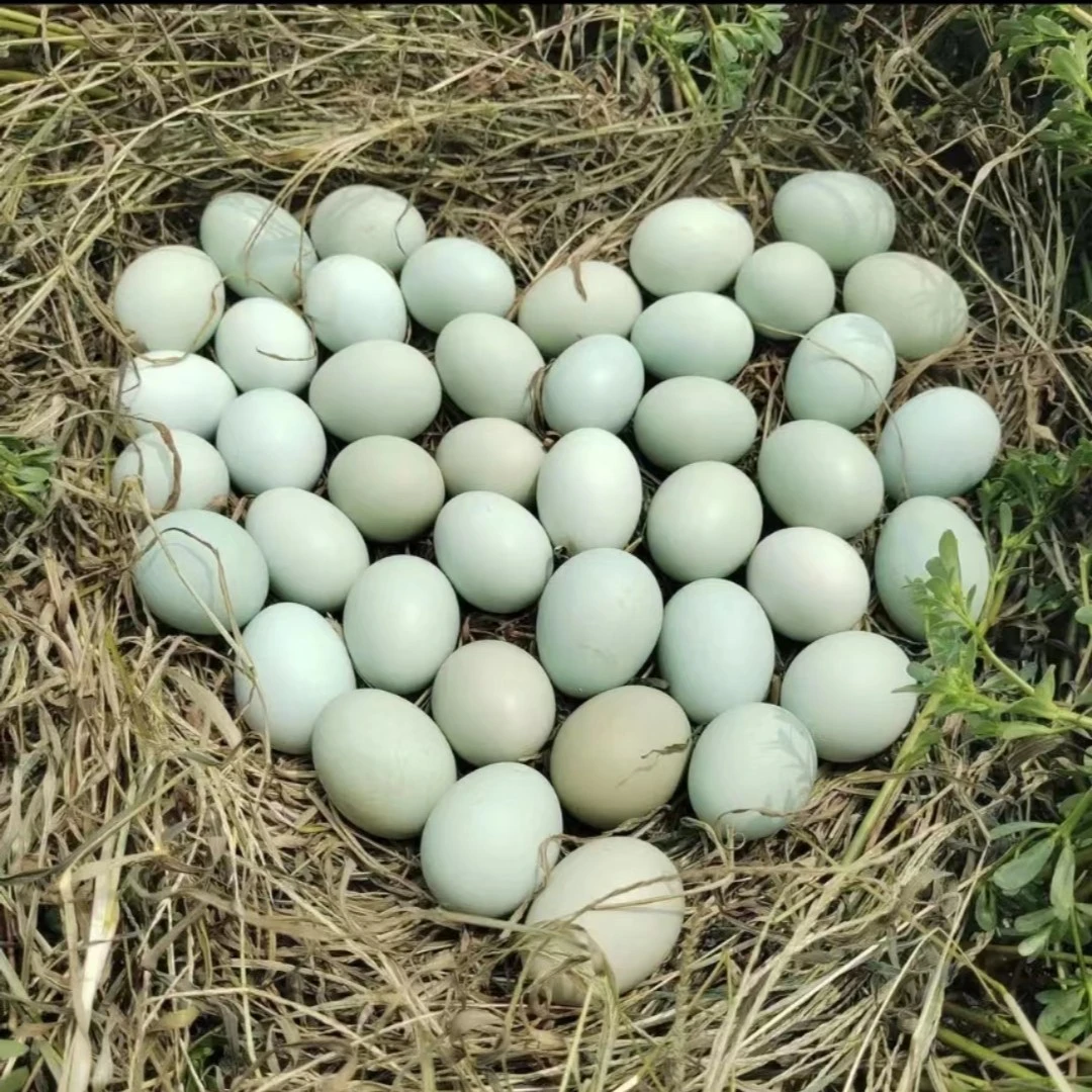 （特大号）农家正宗原产新鲜土鸭蛋30枚，73克-80克，75克/枚。