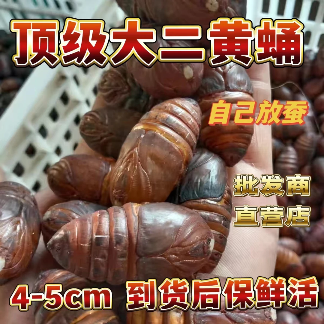 辽宁凤城大二黄蛹4到5厘米一斤二斤三斤四斤