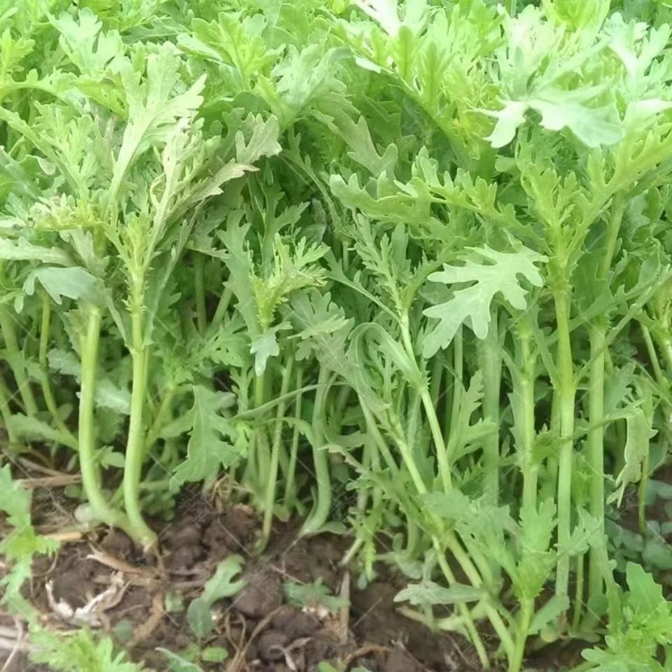 【小叶茼蒿种子】皇帝菜种籽香味横溢多次采收春秋季播种阳台盆栽