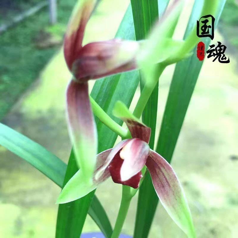 植觉园艺建兰国魂浓香型兰花苗四季建兰室内花卉盆栽好养净化空气