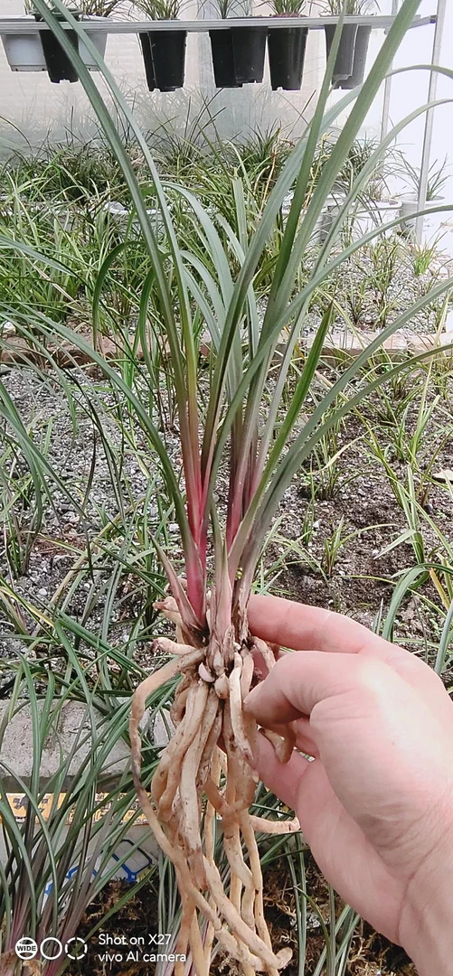 九寨沟蕙兰红香妃红