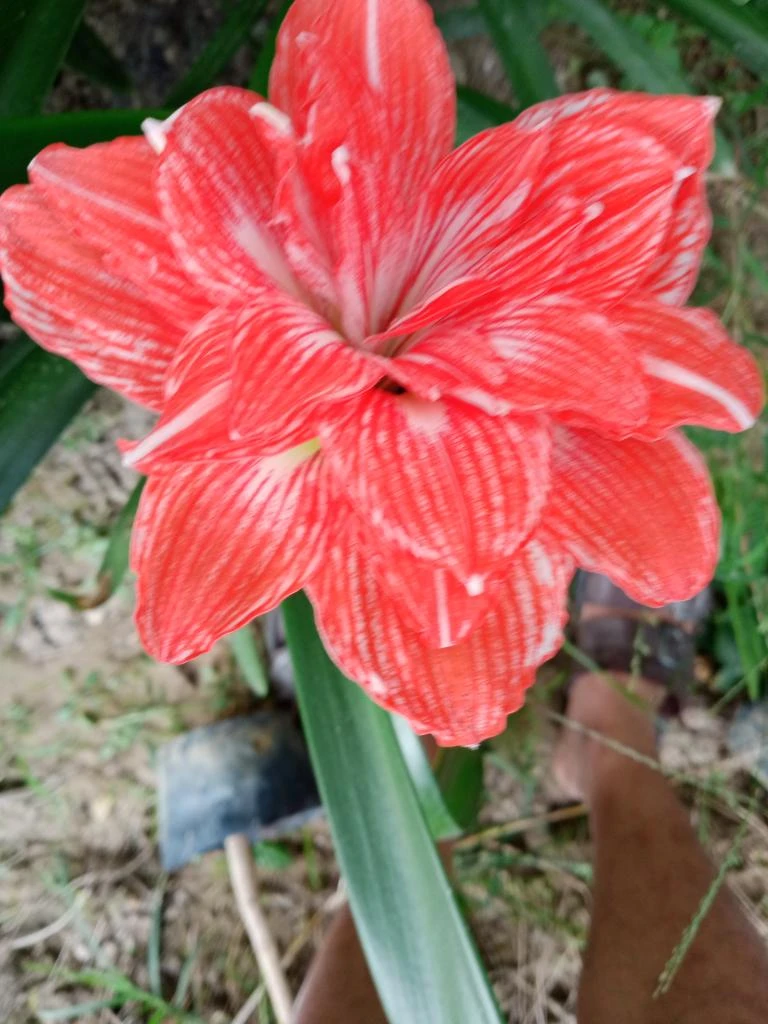 兰水之乡朱顶红花卉