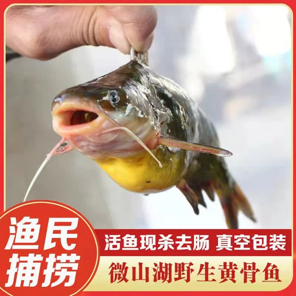 山东微山湖黄骨鱼黄辣丁黄颡鱼鲜活现杀净膛500g淡水鱼食用包邮