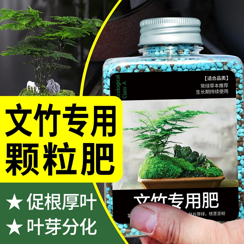 文竹专用肥文竹专用营养液叶子发黄专用肥料文竹怎么养黄叶怎么办