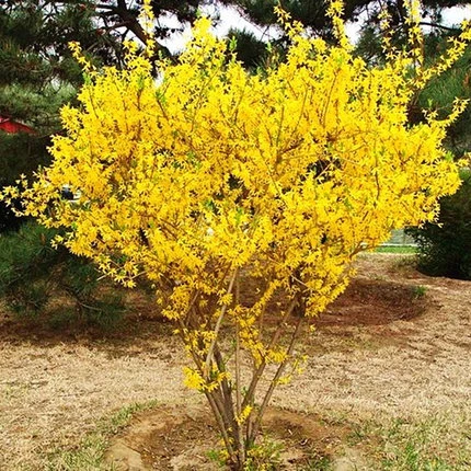连翘花苗盆栽地栽花卉迎春黄老虎苗阳台庭院围栏花园植物当年开花