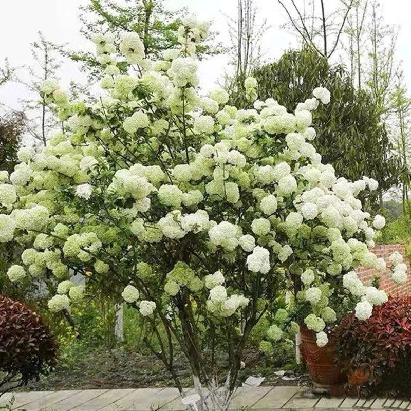 中华木绣球别墅庭院花园植物木本绣球花苗白色大花绣球花树苗耐寒
