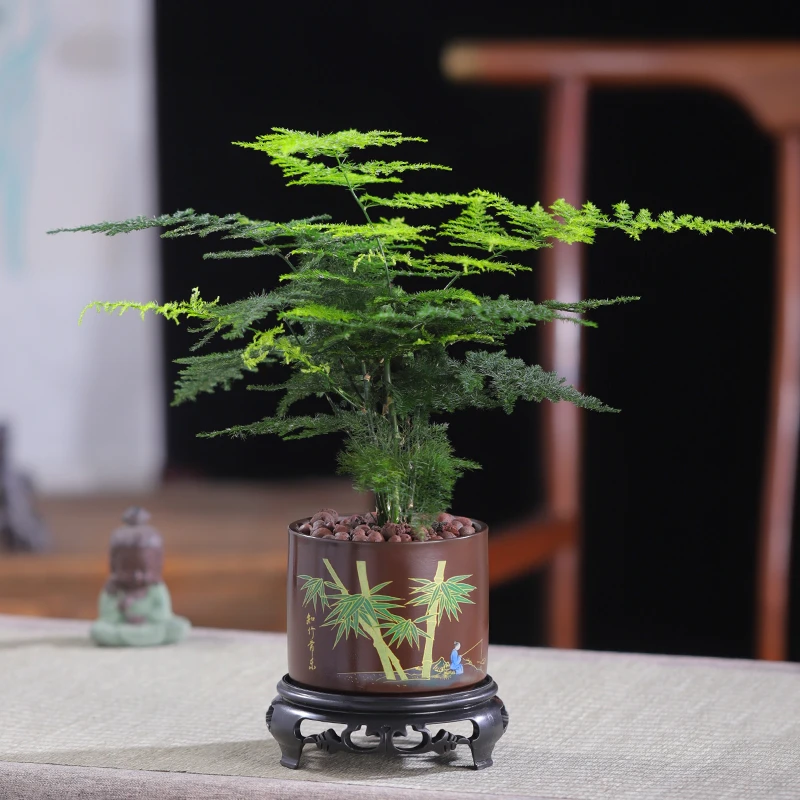【优选】文竹盆景微景观禅意十足绿植好养易活办公室园内艺星花怒放