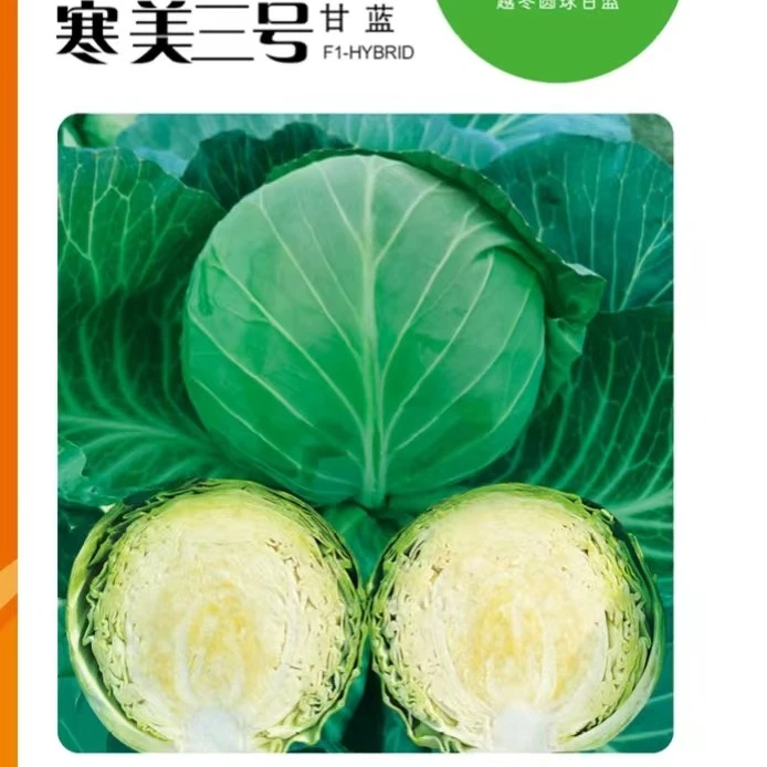 鑫红麟寒美三号越冬甘蓝种子