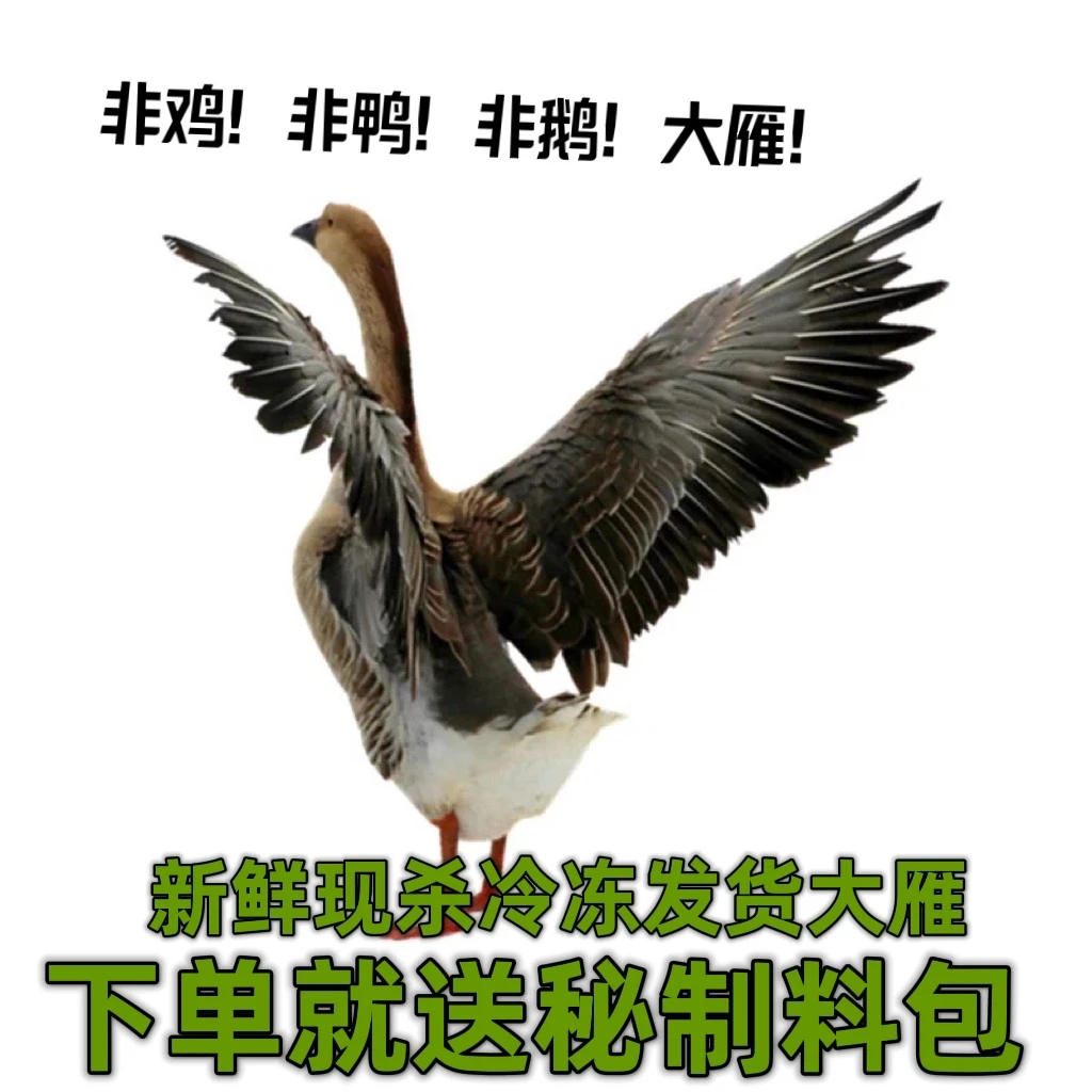 大雁鹅散养大雁鹅周边吃小鱼小虾的大雁鹅5-10斤下单送料包