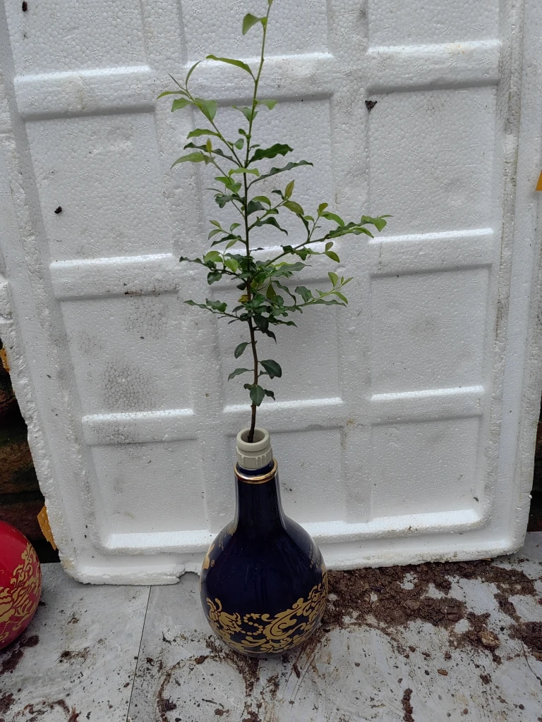 金弹子，全部灌木金弹子