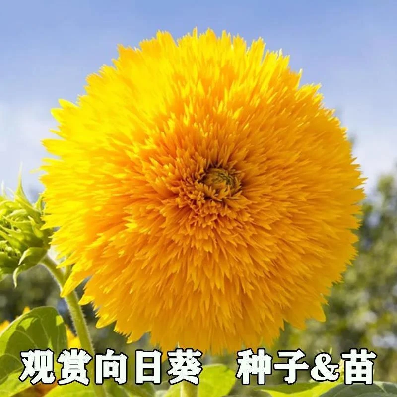 重瓣矮脚向日葵观赏小型玩具熊向日葵耐旱耐热盆栽庭院花卉